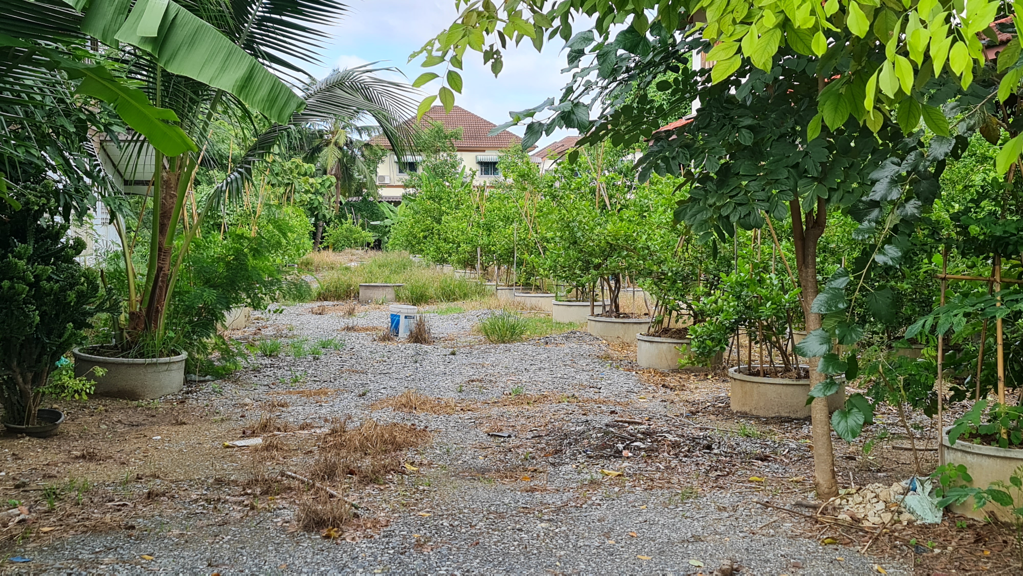 [ขายด่วน] ที่ดินแปลงใหญ่ 498 ตร.ว. พร้อมบ้านหลังใหญ่ ติดคลอง บรรยากาศร่มรื่น ย่านบางกรวย